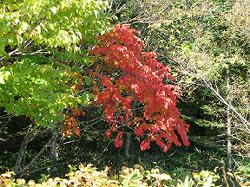 真っ赤に紅葉している葉