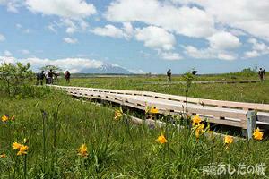 サロベツ原生花園自然観察路
