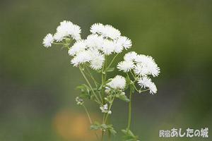 カラマツソウ