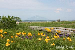 サロベツ原生花園　自然観察路