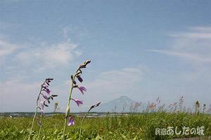 タチギボウシ