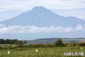利尻山と丹頂鶴
