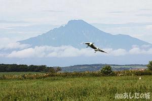 利尻山と丹頂鶴