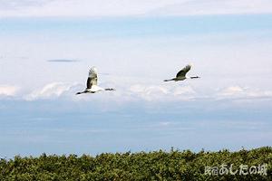 空飛ぶ丹頂鶴
