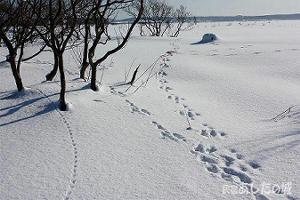 ウサギのネズミの足跡