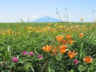 海岸線オロロンラインのお花畑