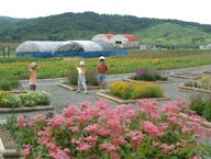 花壇